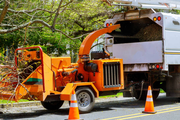 Trusted North Shore, CA  Tree Services Experts