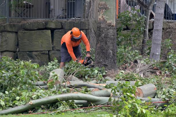 Why Choose Our Tree Removal Services in North Shore, CA?